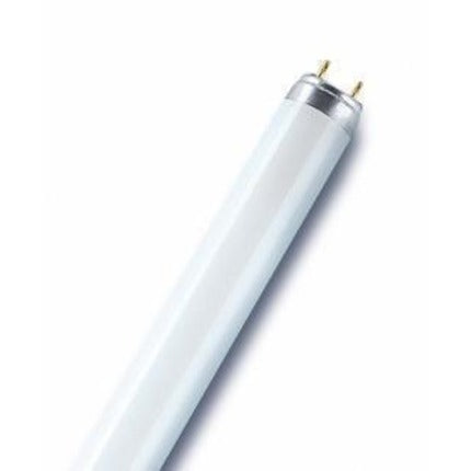 Neon lampada